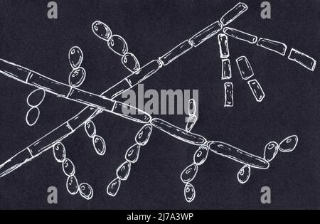 Trichosporon fungus, illustration Stock Photo