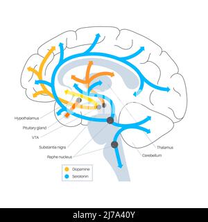 Serotonin and dopamine pathway, illustration Stock Photo - Alamy