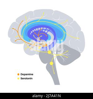 Serotonin and dopamine pathway, illustration Stock Photo - Alamy