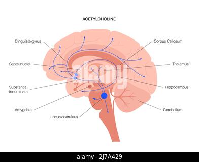 Acetylcholine cholinergic pathway, illustration Stock Photo