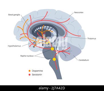 Serotonin and dopamine pathway, illustration Stock Photo - Alamy