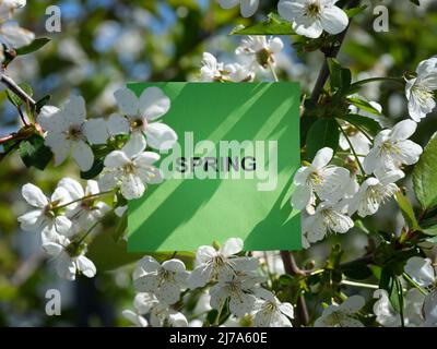 A green sticky note with the word Spring on it being held up by a branch with cherry blossoms on it. Close up. Stock Photo