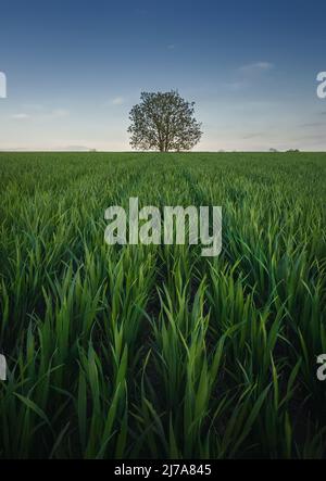Solitary tree growing strong alone in the middle of a wheat field. Picturesque summer landscape. Beautiful scene with green grass meadow and a lonely Stock Photo