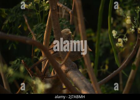 Yellow-billed babbler standing on the tree branch Stock Photo