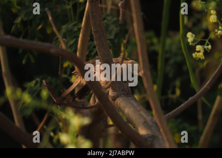 Yellow-billed babbler standing on the tree branch Stock Photo