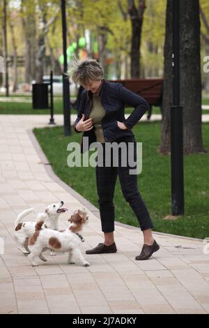 Attractive woman walking in park with two jack russell terriers. Stock Photo