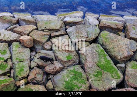 Black cat walks on algae covered rocks at low tide, overhead view Stock Photo