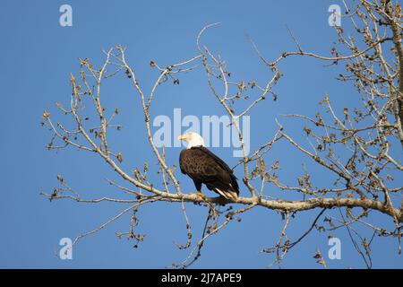 A bald eagle perches on the branch of a tree in Louisville Colorado Stock Photo