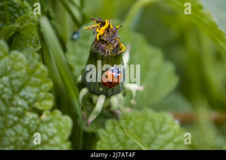 Ladybug on a dandelion flower Stock Photo