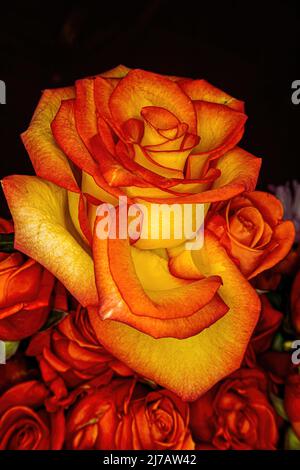 In the foreground this orange rose sits on top of defocused other roses in the background Stock Photo