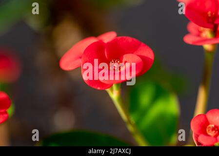 Close-up shot of the beautiful and brightly colored flowers of the Christ Plant (Euphorbia milii), also called the Crown of thorns or Christ thorn. Stock Photo