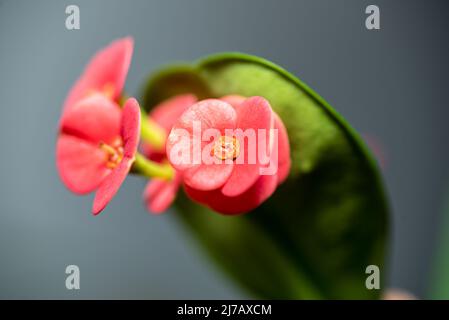 Close-up shot of the beautiful and brightly colored flowers of the Christ Plant (Euphorbia milii), also called the Crown of thorns or Christ thorn. Stock Photo