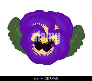 Single bright violet pansy with two leaves Stock Vector