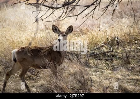 A mule deer doe looks off in the distance while standing under a tree in the grasslands or prairie of Rocky Mountain Arsenal near Denver Colorado Stock Photo