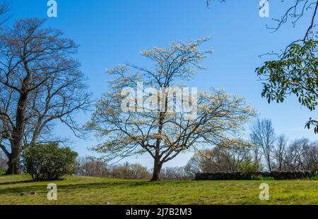 Flowering dogwood on a hilltop - a landscape designed by architect Frederick Law Olmsted at Stonehurst - the Robert Treat Paine Estate, in Waltham, MA Stock Photo