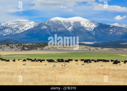 cattle and sheep grazing below mount baldy in the big belt mountains near townsend, montana Stock Photo