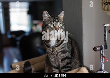 gray domestic european shorthair tabby cat with black stripes and sits on a scratching post in a interior living room and is is daydreaming Stock Photo
