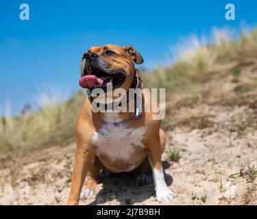 happy brown american stafford bull terrier dog with white spots and white paws with a blue collar is sitting down on a hill Stock Photo