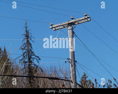 Wood utility pole for electric wires an d communication cable