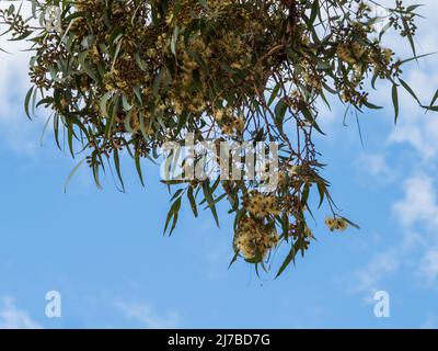 Leaves, Gum nuts and yellow flowers or blossoms, which are really stamens, hanging down from trees, bee attracting, country NSW Australia Stock Photo