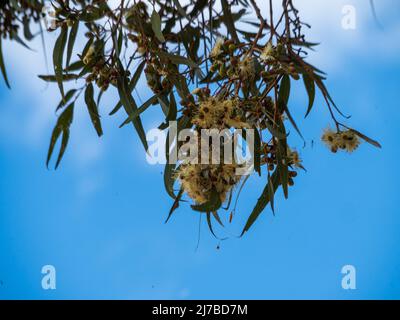 Leaves, Gum nuts and yellow flowers or blossoms, which are really stamens, hanging down from trees, bee attracting, country NSW Australia Stock Photo