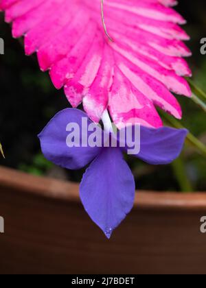 Pink Quill plant , Wet Paddle shaped Hot Pink Bracts Bromelliad, Tillandsia Cyanea, with a single purple flower blooming on the end, Australian garden Stock Photo