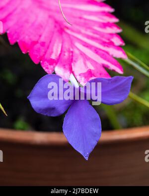 Pink Quill plant , Wet Paddle shaped Hot Pink Bracts Bromeliad, Tillandsia Cyanea, with a single purple flower blooming on the end, Australian garden Stock Photo
