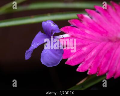 Pink Quill plant, Wet Paddle shaped Hot Pink Bracts Bromelliad, Tillandsia Cyanea, with a single purple flower blooming on the end, Australian garden Stock Photo