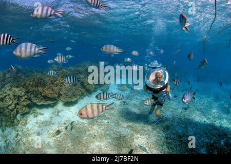 Undersea walk, Underwaterwalk, kid with diving helmet playing with Sergeant Major fishes or píntanos (Abudefduf saxatilis), Mauritius, Indian Ocean Stock Photo
