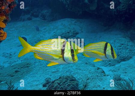 Porkfish or Virginia-Sweetlips (Anisotremus virginicus), in a caribbean coral reef, Cozumel, Mexico Stock Photo