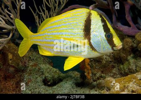 Porkfish or Virginia-Sweetlips (Anisotremus virginicus), in a caribbean coral reef, Cozumel, Mexico Stock Photo