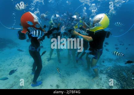 Undersea walk, Underwaterwalk, Tourists with diving helmets surrounded of Sergeant Major fishes or píntanos (Abudefduf saxatilis), Mauritius Stock Photo