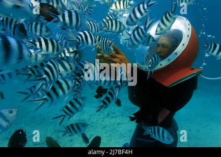 Undersea walk, Underwaterwalk, Tourist with diving helmet surrounded of Sergeant Major fishes or píntanos (Abudefduf saxatilis), Mauritius Stock Photo