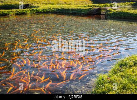 Trout floats in the pond on the fish farm Stock Photo - Alamy