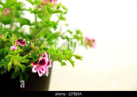 Beautiful and Scented Geranium Pelargonium Crispum plant on white background Stock Photo