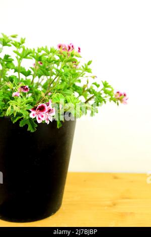 Beautiful and Scented Geranium Pelargonium Crispum plant on white background Stock Photo