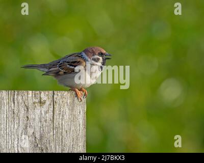 Singing Tree Sparrow (Passer montanus), Norfolk, England Stock Photo