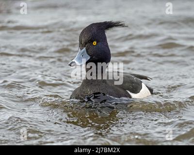 Male Tufted Duck (Aythya fuligula) with crest blowing in strong wind, Welney WWT, Norfolk Stock Photo