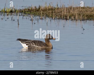 Tundra Bean Goose (Anser serrirostris) swimming, Welney WWT, Norfolk Stock Photo