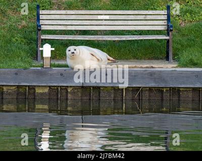 Common Seal (Phoca vitulina) resting on bank of the River Great Ouse (15 miles from the sea), Norfolk Stock Photo