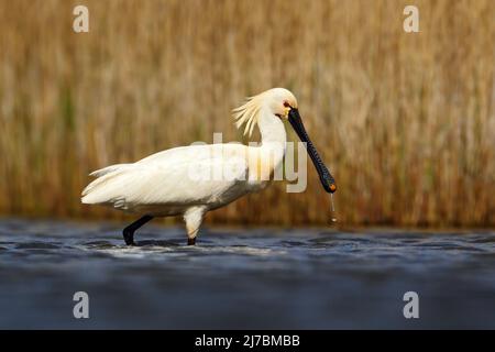 Eurasian Spoonbill, Platalea leucorodia, in the water, detail portrait of bird with long flat bill, Camargue, France Stock Photo