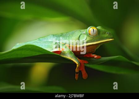 Golden-eyed leaf frog, Cruziohyla calcarifer, Green frog on the leave, Costa Rica Stock Photo
