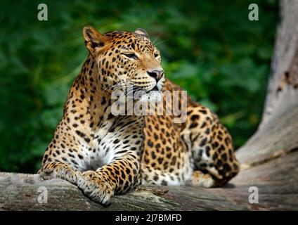 Sri Lankan leopard, Panthera pardus kotiya, Big spotted cat lying on the tree in the nature habitat, Yala national park, Sri Lanka Stock Photo