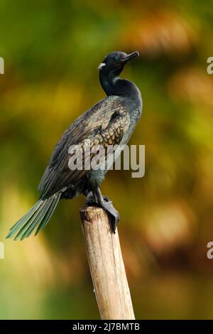 Indian Cormorant, Phalacrocorax fuscicollis, dark bird in nature habitat, sitting on the branch with clear green background, Bundala National Park, Sr Stock Photo