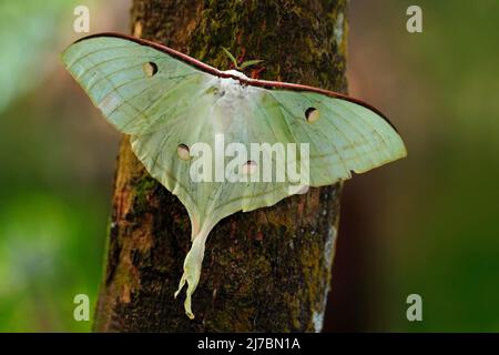 Indian Moon Moth or Indian Luna Moth, Actias selene, white butterfly, in the nature habitat, sitting on the tree trunk, Sri Lanka Stock Photo