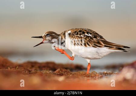 Ruddy Turnstone, Arenaria interpres, in the water, with open bill, Florida, USA Stock Photo