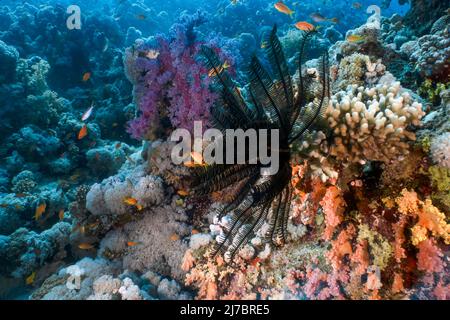 Feather Star (Crinoidea) in the Red Sea, Egypt Stock Photo