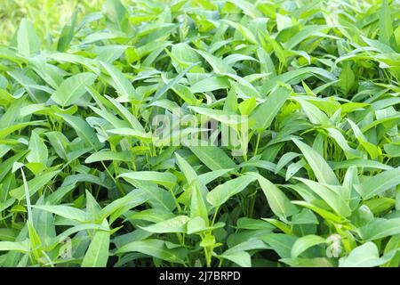 green color water amaranth farm for harvest and sell Stock Photo