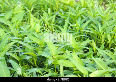 green color water amaranth farm for harvest and sell Stock Photo