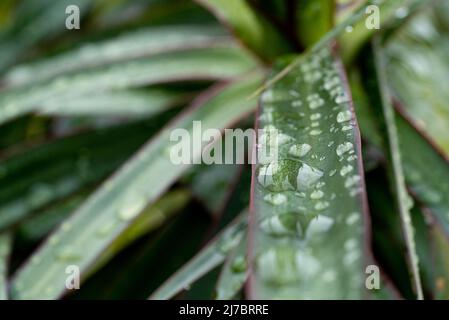 After the rain: Close-up of rain drops on palm leaves Stock Photo